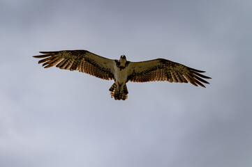 Obraz premium osprey in flight