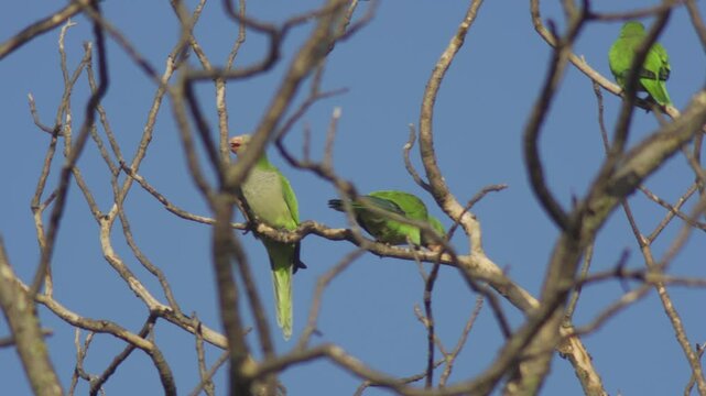 parrots climbing a leafless tree in autumn