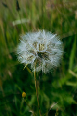Flowers in a field, vibrant colors, blooming, natural beauty, serene.