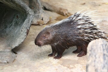 The hedgehog is standing.