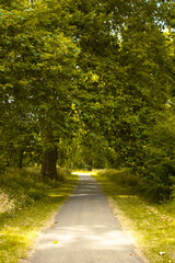 Naklejka premium Green grass swaying in the breeze, fresh, lush, and vibrant.