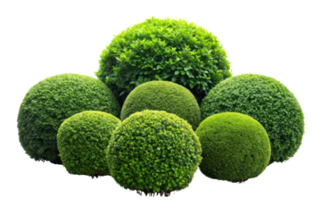 shrubs trimmed into round shape isolated on transparent background