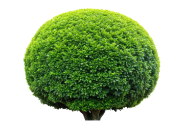 shrubs trimmed into round shape isolated on transparent background