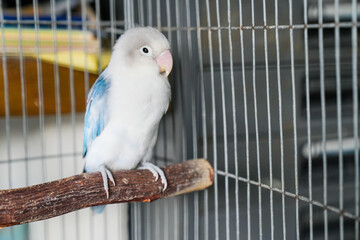 A pair of love birds in a cage, love birds, green pet birds