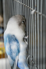 A pair of love birds in a cage, love birds, green pet birds
