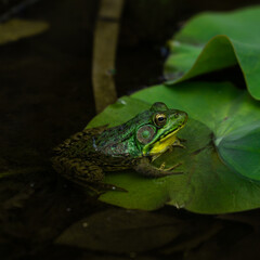 Frog on a lilly pad