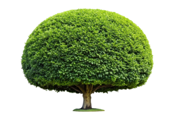 shrubs trimmed into round shape isolated on transparent background