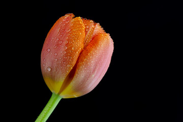 Orange tulip background, white and black