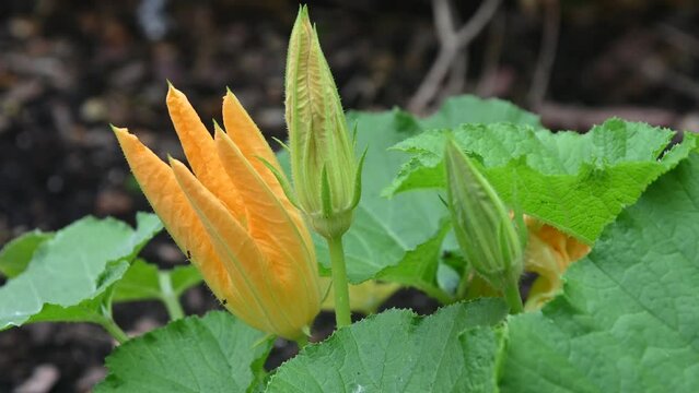 Ants crawling on a pumpkin flower. 