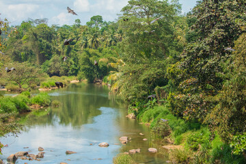 close-up hanging Mariana fruit bat (Pteropus mariannus)