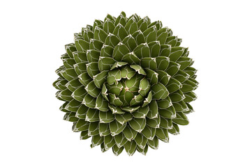 Green cactus isolated on transparent background.PNG