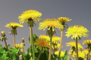 Bright yellow dandelion flowers in full bloom against a clear blue sky on a sunny day