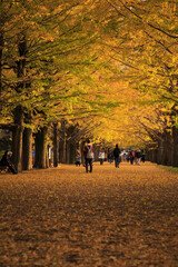 Fototapeta premium 夕暮れの銀杏並木（昭和記念公園 ）
