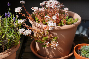 weißer mauerpfeffer (sedum album) im Blumentopf auf dem Balkon blüht
