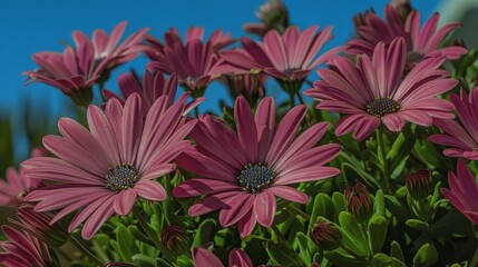 Vibrant pink daisies basking under the clear blue sky in a lush garden.