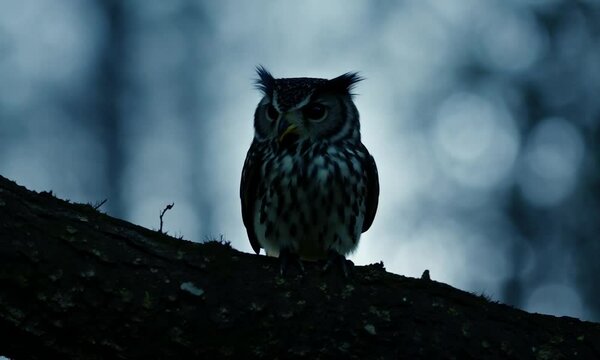 owl on a branch at night