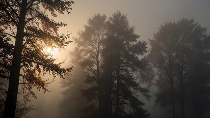 Fototapeta premium sunrise in the forest