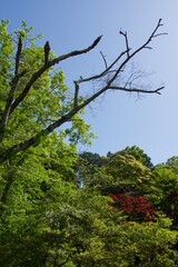春の源氏山公園　鎌倉市
