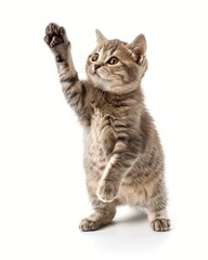 Fototapeta premium A British shorthair cat standing on two legs, holding up paws