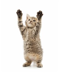Obraz premium A British shorthair cat standing on two legs, holding up paws