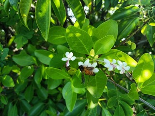 Excoecaria agallocha, a mangrove species, belongs to the genus Excoecaria of the family Euphorbiaceae. 