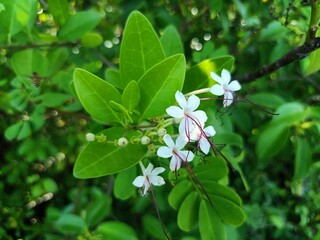 Excoecaria agallocha, a mangrove species, belongs to the genus Excoecaria of the family...