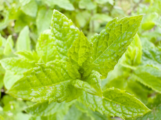 Planting Mint Outdoors,  Growing Mint 