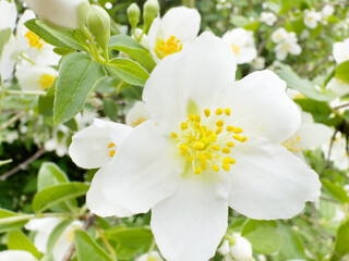 blooming jasmine flowers flow in the wind