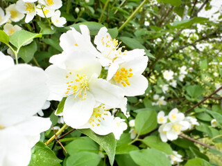 blooming jasmine flowers flow in the wind