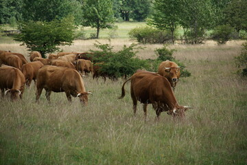 Cows, rural Poland, village, Fields, Góry Sowie, Mountains, bielawa, pieszyce, trekking, lower...