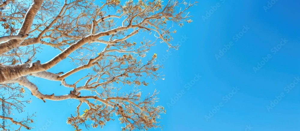 Poster Tree with windblown branches against a clear blue sky for copy space image.
