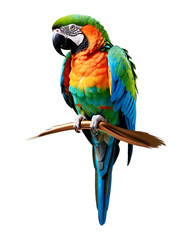 Parrot
