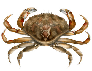 crab illustration on white background