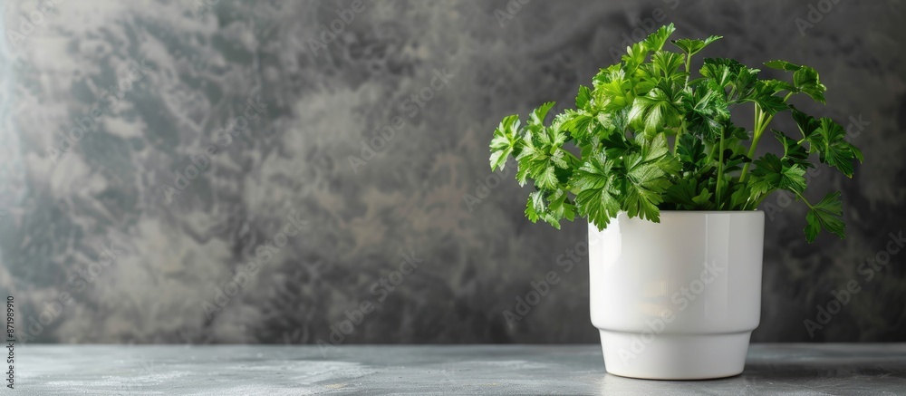 Poster A pot of parsley (Petroselinum crispum) within a kitchen setting with a plain background for text or design elements - also known as a copy space image.