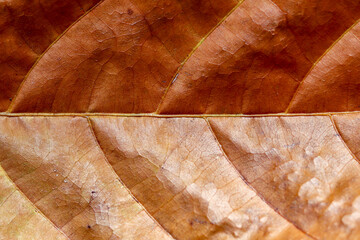 Detail of the texture of dry, brown leaves