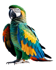 Parrot