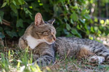stray cat resting on the grass in the park on sunny day