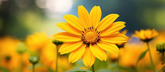 Vivid close-up image of a vibrant yellow Heliopsis scabra flower in a public garden, creating a stunning summer backdrop with space for text.