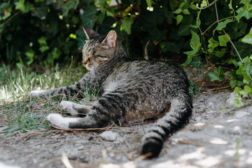 stray cat resting on the grass in the park on a sunny day