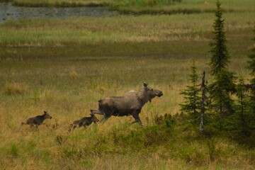 Mom moose whit her babies