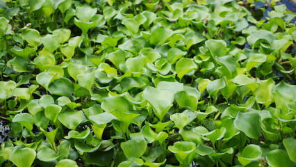 Green water hyacinths leaves or Eichhornia crassipes, at The beautiful Tondano Lake in North Sulawesi, Indonesia