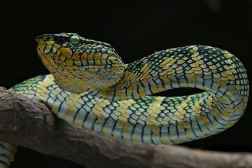 close up of a snake Wagler pit viper, venomous snakes, Tropidolaemus wagleri