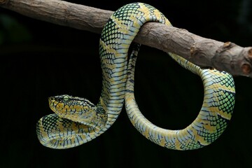snake Wagler pit viper, venomous snakes, Tropidolaemus wagleri on a branch