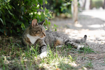 stray cat sleeps on the grass in the park