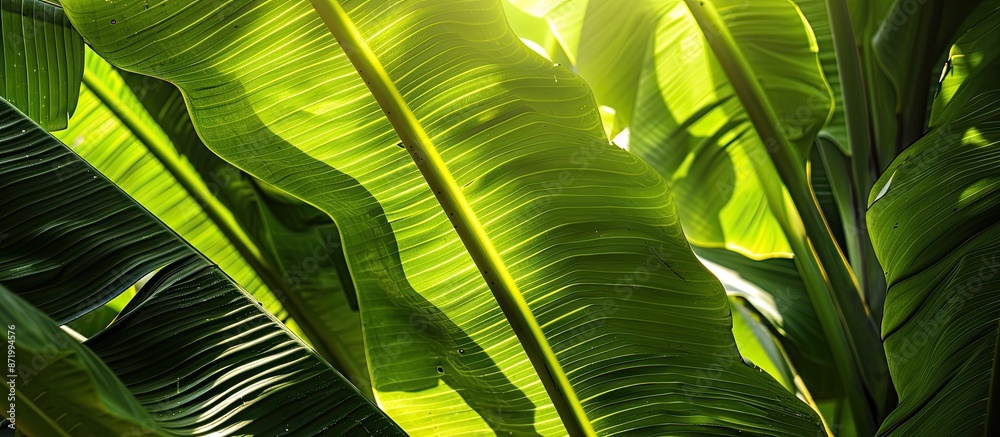 Poster the banana leaves are illuminated by natural light, highlighting intricate details on the leaf's sur