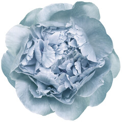 Obraz premium Light blue peony flower on isolated background. Closeup. For design. Transparent background.