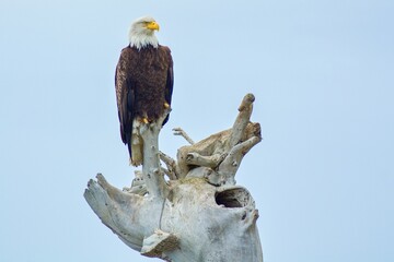 Bald eagle in Alaska North America wild life