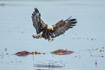Bald eagle in Alaska North America wild life