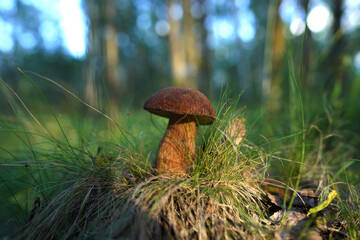 Boletus Edulis Porcini. Edible mushroom that grows in forest. White Mushroom Fungal Mycelium in wildlife. Edible Big Boletus mushrooms at woodland. Fungal Mycelium and Bolete mushrooms in mushrooming.