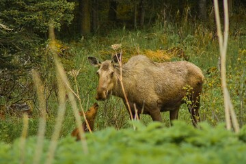Mom moose whit her babies